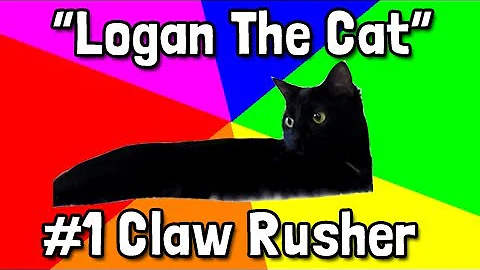 Video 67901: bombay kittens, cat