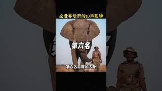 全世界最胖的10只動物,深海巨獸大白鯊只能排第三,第一名重達千斤的神猪竟來自臺灣 #世界之最