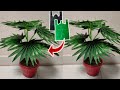 DIY Tanaman Hias Palem Kipas dari Plastik Kresek | Fan Palm Plant from Plastic Bag