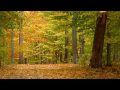 Autumn Leaves (HD)