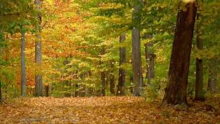 Autumn Leaves (HD)