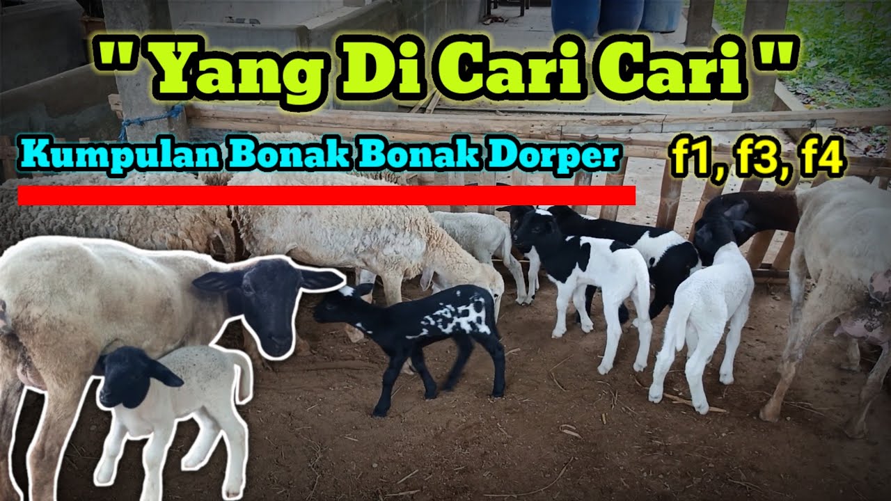 REVIEW HARGA KUMPULAN BONAK DORPER F1 DAN F4