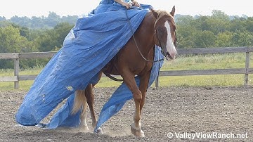 Spots - playing with the flag and tarp! - ValleyViewRanch.net