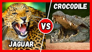 Jaguar vs Crocodile: Apex Predator Battle | Analyzing Strengths and Weaknesses