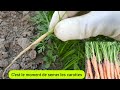 Comment semer et claircir les carottes en toute simplicit  2023