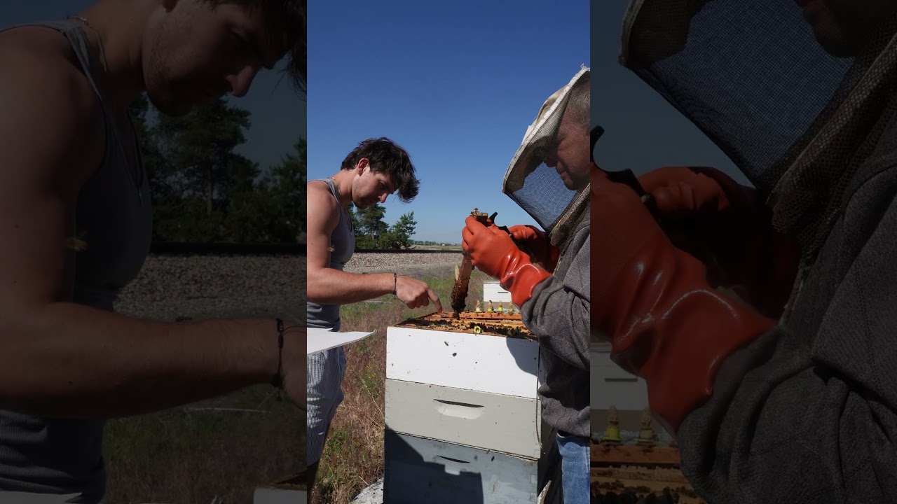 The Secret Superfood?? | How to make Royal Jelly!