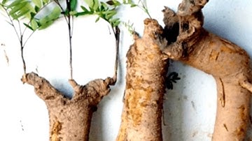 Công dụng của cây mật nhân - Hướng dẫn cách sử dụng