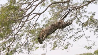 Brazil Photo Tour 2022 – Pantanal Moments and Rewinds – Leaping Jaguar - Caiman vs Jaguar