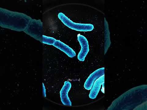 الأشنات عندما يتحد الفطر والطحلب أو البكتيريا الزرقاء ليصنعوا الحياة