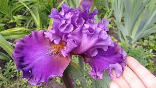 видео: ИРИСЫ ИЗ САДА ВОРОШИЛОВОЙ А. Б! МОИ СУПЕР КРАСИВЫЕ НОВИНКИ!28 ШИКАРНЫХ ИРИСОВ В ОДНОМ РОЛИКЕ! картинка: ИРИСЫ ИЗ САДА ВОРОШИЛОВОЙ А. Б! МОИ СУПЕР КРАСИВЫЕ НОВИНКИ!28 ШИКАРНЫХ ИРИСОВ В ОДНОМ РОЛИКЕ!