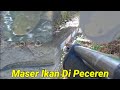 Maser Ikan Gabus di pecerenan