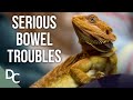 The Bearded Dragon with Serious Bowel Troubles | Inside The Vets | S1E10 Documentary Central