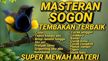 MASTERAN SOGON TEMBAKAN TERBAIK 🔥 Suara Super Mewah Materi Full Isian Juara #sogon #sogokontong 