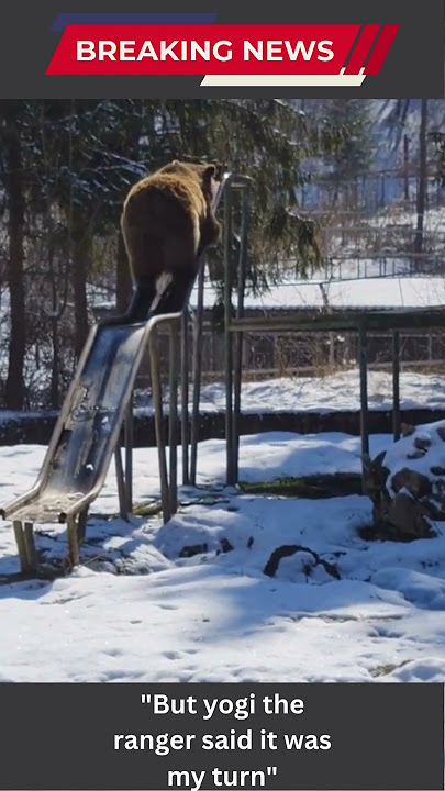 Unbelievable Discovery at Jellystone Park! What Could It Be?