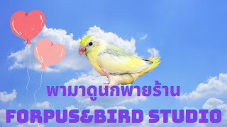 พามาดูนกพายร้านFORPUS&BIRD STUDIO