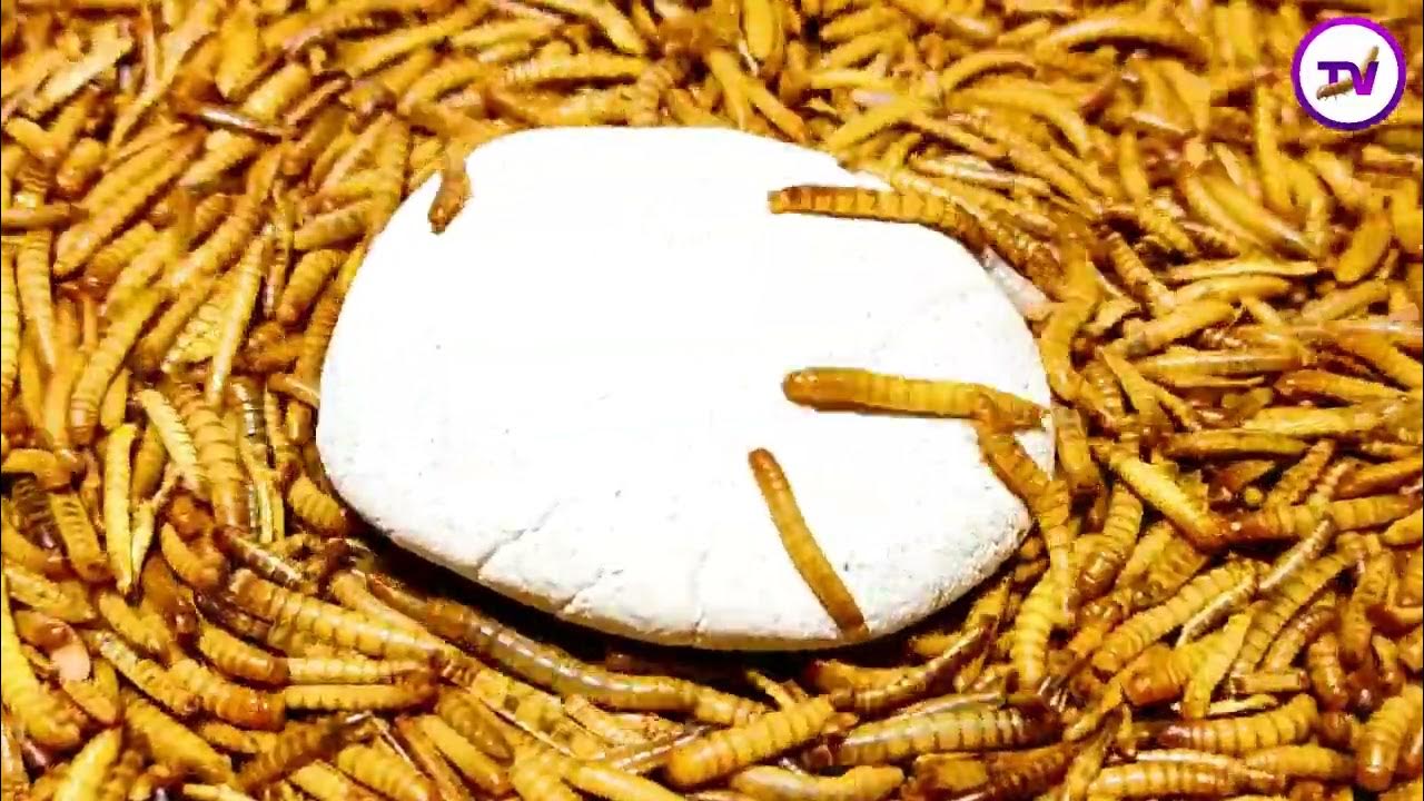 Mealworm 4k Can Mealworms Eat This Toxic Substance YouTube can-mealworms-eat-plastic-styrofoam-youtube