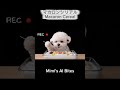 Crunchy Macaron Cereal ASMR 🐶✨ マカロンシリアルがクセになる🥣