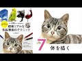 ネコ【体を描く】～超絶リアルな色鉛筆画のテクニック～ ここまる / 色鉛筆画