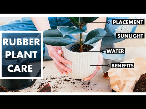 Do Rubber plants need direct sunlight ? Rubber plant care and benefits