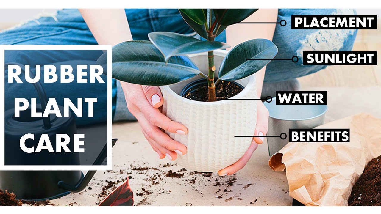Do Rubber plants need direct sunlight ? Rubber plant care and benefits