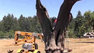 Historic Orchard Preservation: How Bears and Elk Damage the Trees