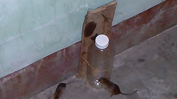 Water bottle Mouse/Rat Trap,Easy Mouse/Rat Trap,Best Mouse Trap Ever (So Simple)