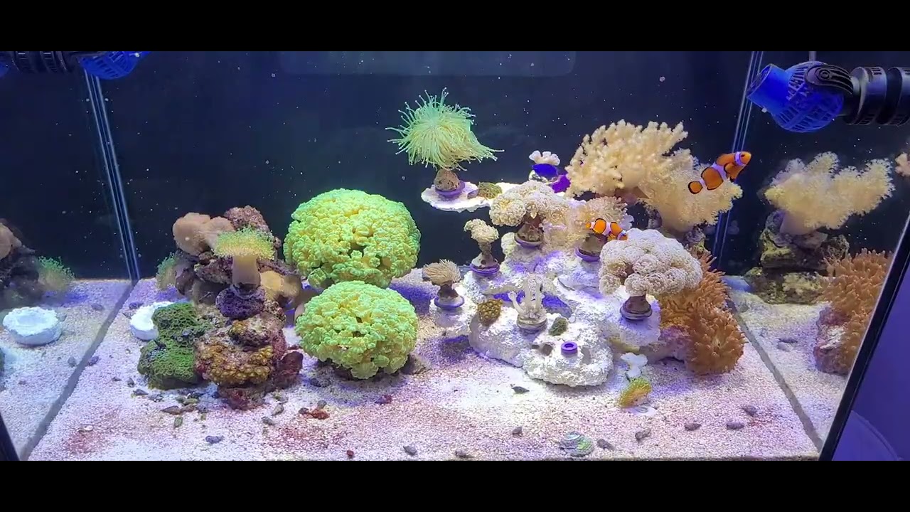 Layout Aquário marinho 200L e Balling caseiro 