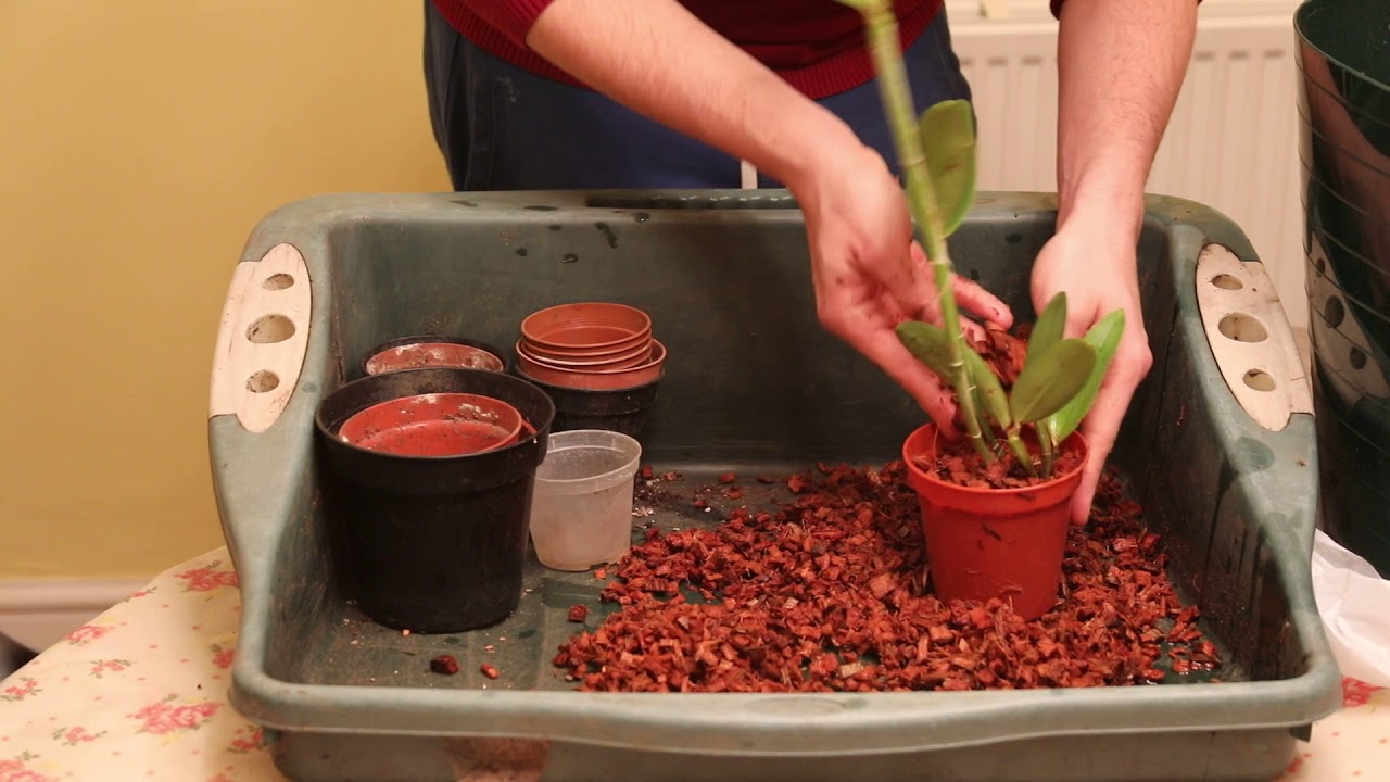 Imported Bare-Root Orchids: How to Pot and Settle Them In 