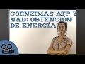 Coenzimas ATP y NAD: obtención de energía