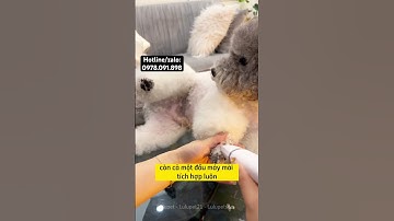 Bộ tông đơ 4in1 cho bé cưng đa năng tiết kiệm tiện lợi lắm nha. #pets #chomeo #thúcưng #pet #tongdo