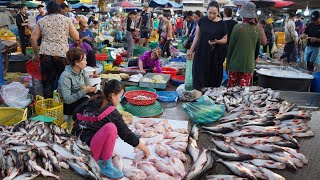 Cambodian Fish Market @Chbar Ampov  Amazing Big Site Distribute Alive Fish, Dry Fish & Seafood