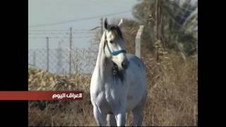 انتشار ظاهرة تربية الخيول العربية الاصيلة في مزارع الديوانية