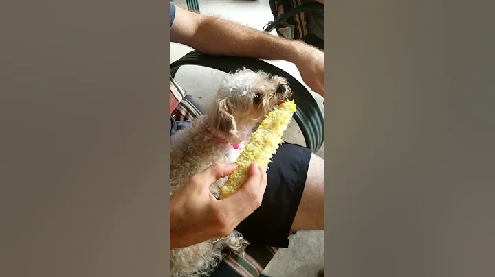 Look Bella likes corn on the cob