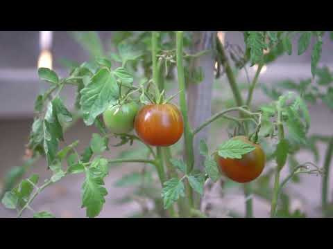 Video: Septoria na lišću rajčice: Savjeti za liječenje pjegavosti listova Septoria