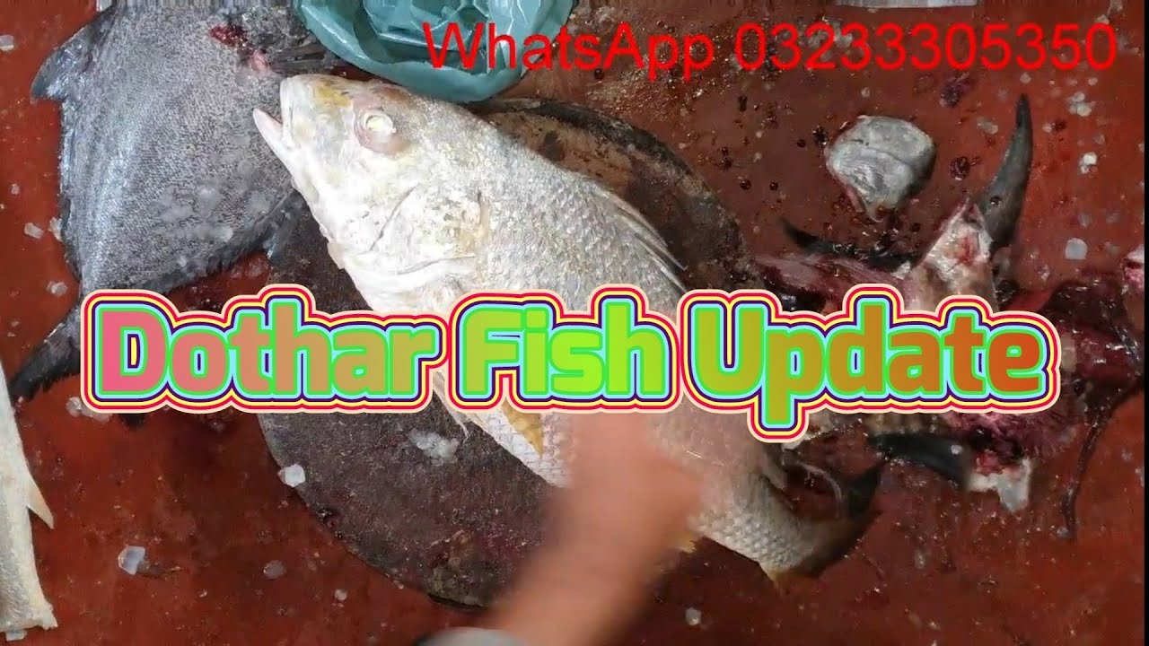 Fish Video | Dothar fish update | Karachi fishery Market - YouTube