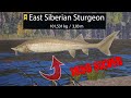 Russian Fishing 4 RF4 Trophy 2  East Siberian Sturgeon Lower Tunguska River 101,531kg