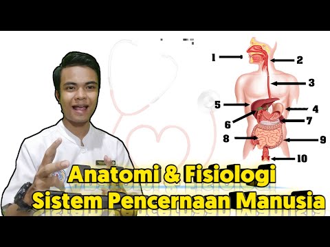 Anatomi & Fisiologi Sistem Pencernaan Manusia Lengkap 2020
