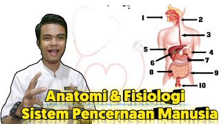 Anatomi & Fisiologi Sistem Pencernaan Manusia Lengkap 2020 screenshot 5