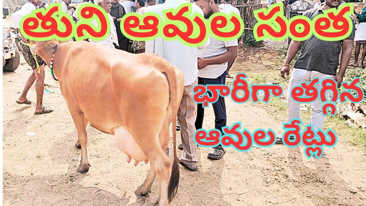ప్రతి ఆదివారం 05/ 01/ 2025 జరిగే తుని ఆవుల సంత 🐄 //every Sunday cows market 🐄 // భారీగా తగ్గిన ధరలు