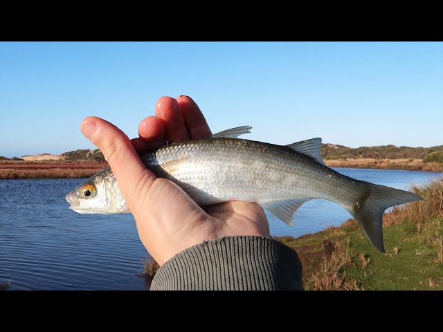How To Catch Mullet!! (Fishing for Live Baits) 