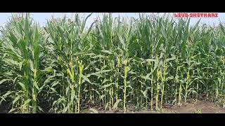 pioneer 3524 makka seeds how to make maize seeds पायोनियर 3524