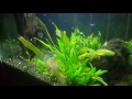 Aquascape tanpa co2 buatan