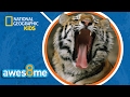 Animal Adaptations and Characteristics