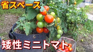初心者でも育てやすいトマトの種類: ミニトマトから大玉トマトまで