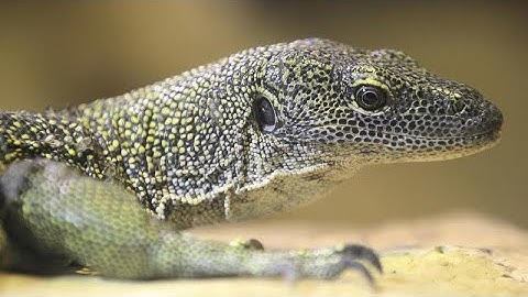 Taming My Mangrove Monitor!!!! Part 1