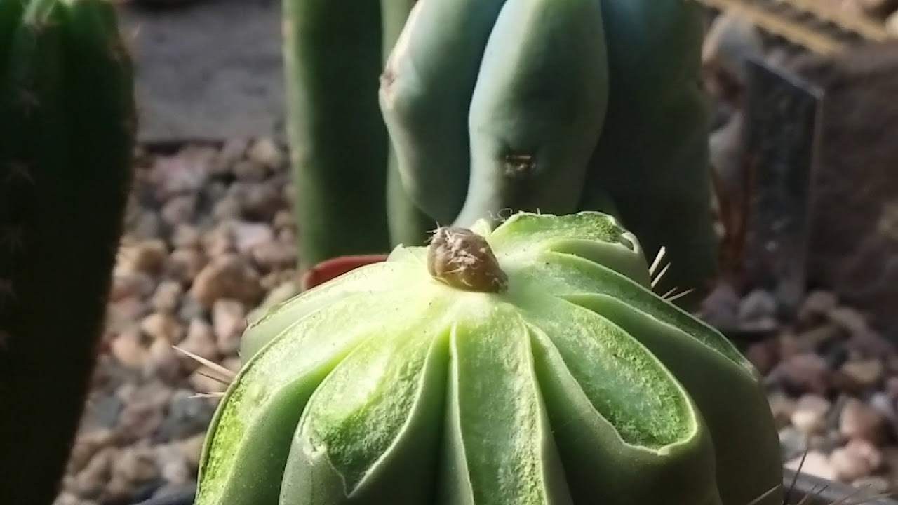 Scopulicola X Olivia crest update.