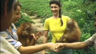 Orangutan - Orphans of the Forest. Bukit Lawang, Indonesia, 1976. Part 2 of 4