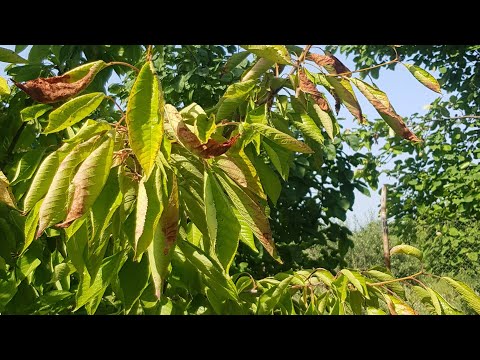 Video: Maqnoliya Ağacı Xəstəliyinin Müalicəsi: Ümumi Maqnoliya Xəstəliklərinin Müalicəsi