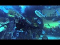 Shark Dive Dubai