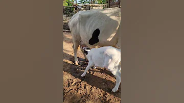 TUNAUZA NG OMBE WA MAZIWA WE ARE SELLING DAIRY CATTLE 
